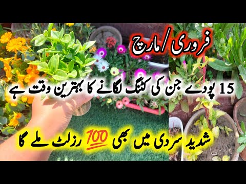 15 Permanent Plants To Grow From Cuttings/Plants To Grow From Cuttings in February/plants Cuttings