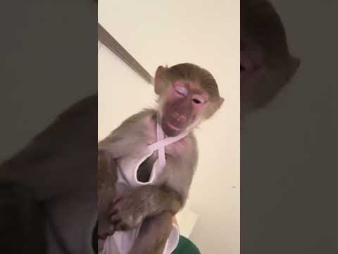 Monkey World Part 1 🙊🦧 #shorts #funny #funnyshorts #funnyvideo #funnyvideos