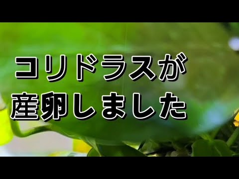 【コリドラス初めての産卵】