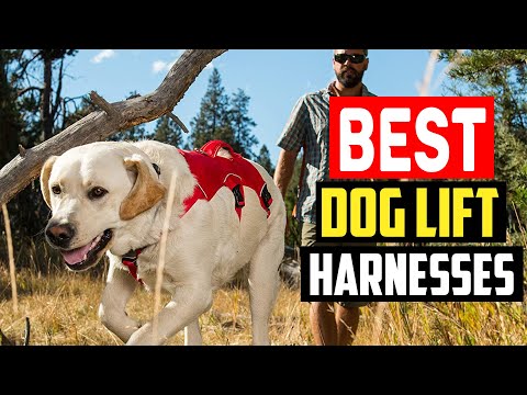 Top 5 Best Dog Lift Harnesses in 2023