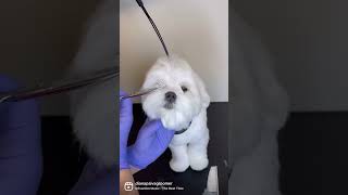 HOW TO DO A MALTESE PUPPY EYE CORNER #shorts #doggrooming #maltese