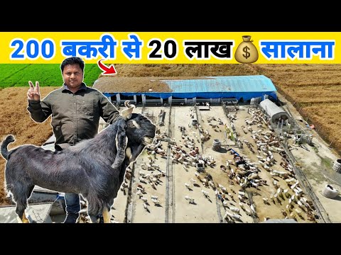 इंजीनियर साहब का शानदार बकरी फार्म | Job छोड़ शुरू किया Goat farming