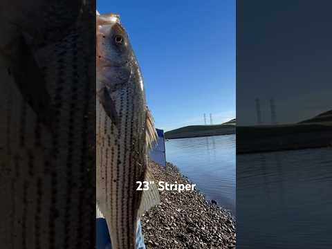 Nice Striper at O’Neill Forebay‼️#california #fishing #striper #fish #spring #newvideo #shorts #￼