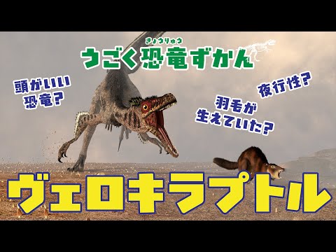 【恐竜】恐竜図鑑〜ヴェロキラプトル〜