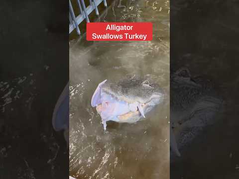 Alligator SWALLOWS Turkey 😱🐊🦃#shorts #alligator