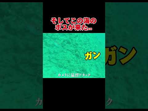 堤防真下でカメラを使って釣りをすると…#釣り#福岡釣り#相島