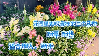 今年花园里最低维护的三个花卉品种，金鱼草、屈曲花、大丽花，都是种子繁殖。【莎拉养花】2024年7月24日