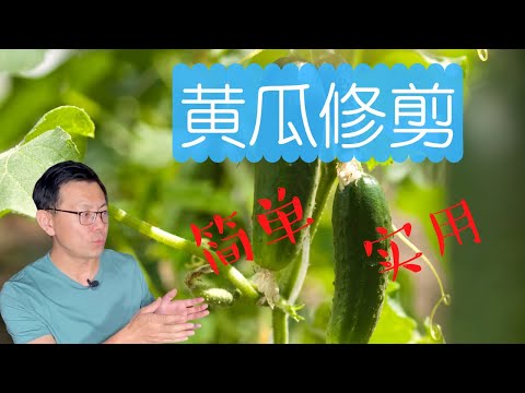 黄瓜修剪，简单，实用。黄瓜的品种可以分为三类：主蔓结黄瓜，侧蔓结黄瓜，主蔓和侧蔓都结黄瓜