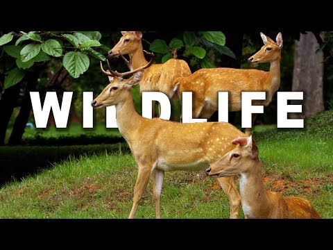 WILDLIFE IN 4K (ULTRA HD) 60fps