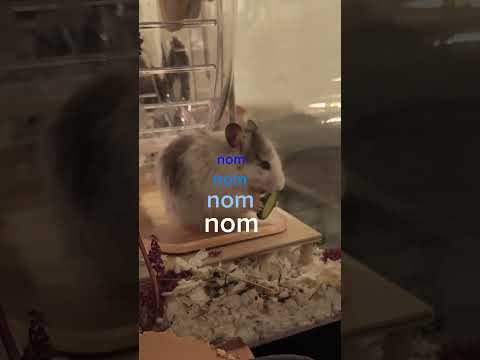 Nom Nom Nom #hamsters #cute #food #tastetest