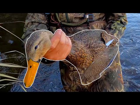 I Didn't Know What To Expect | Tampa Bay Duck Hunting