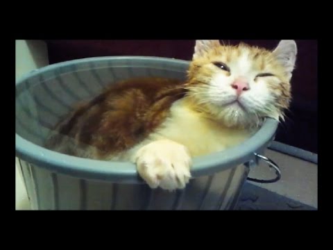 ひたすら猫が風呂入ってる動画 Part.1/Cat's Bath Time