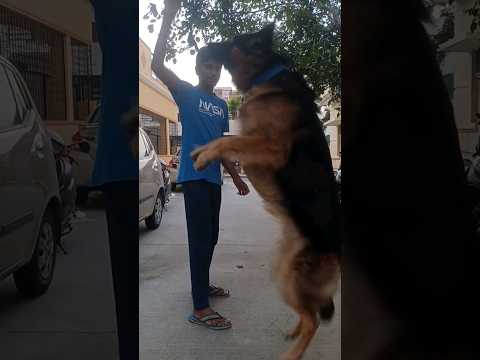 Testing Bruno's patience, pls subscribe #pets #dog #germanshepherd