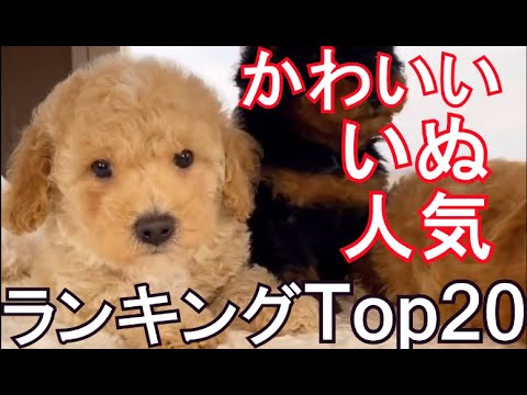 Dog Popularity Ranking Cute Baby Puppy and Squeal Type Pet Top 20