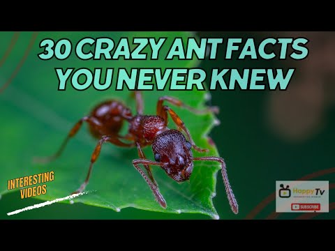 30 Crazy Ant Facts You Never Knew