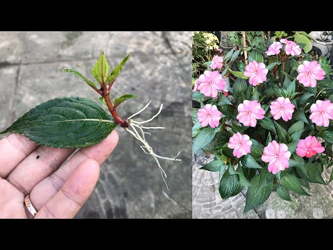 Impatiens walleriana grown from leaves produces endless roots and sprouts