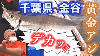 黄金アジがデカくてビックリ!!東京湾・金谷沖【光進丸】