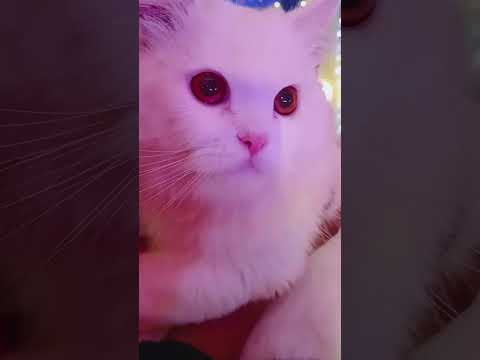 The most beautiful cat in the world #cat #shorts #viralvideo