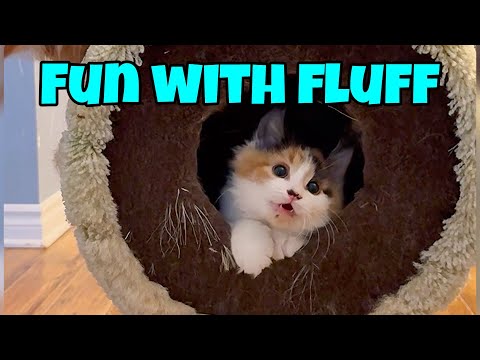 Fun With Fluff - A Playful Pair