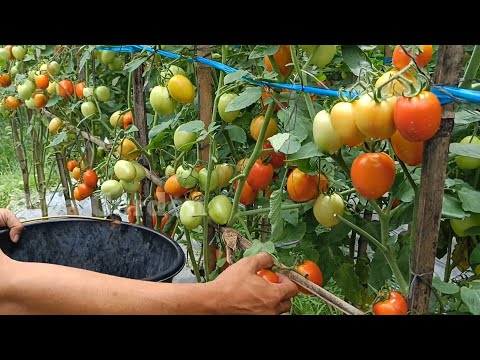 How to Grow Tomatoes, Double the Size of Tomatoes and Double the Yield