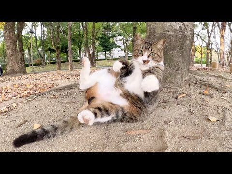 A cute cat happily patrols the park square