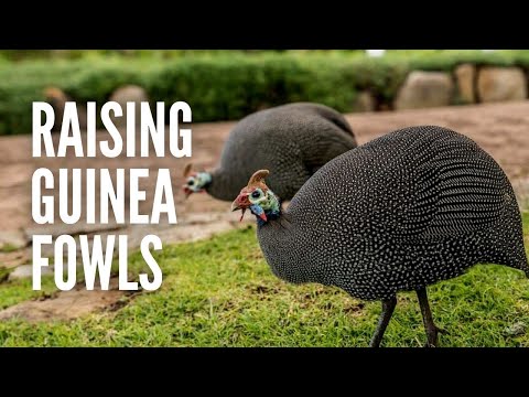 Raising Guinea Fowls: Everything You Should Know