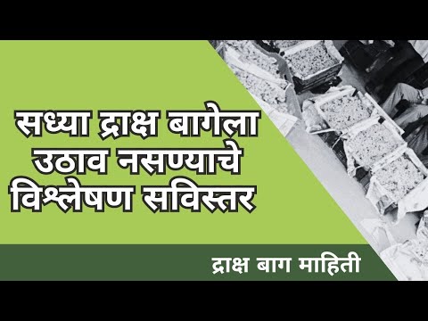 shetkari majha  | सध्या द्राक्ष बागेला उठाव नसण्याचे विश्लेषण सविस्तर