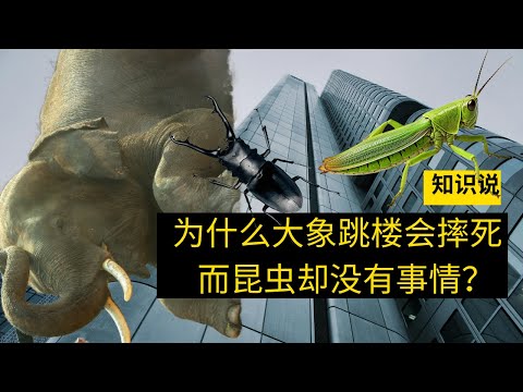 为什么大象跳楼会摔死而昆虫却没有事情？- 知识说