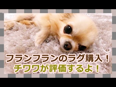 フランフランのシャギーラグを購入💙チワワが評価するよ🐶 I bought the shaggy rug in Francfranc💚Chihuahua will evaluate🌟