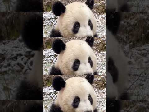 かぼちゃもパンダの大好きです
Pumpkin is The Favorite of Panda