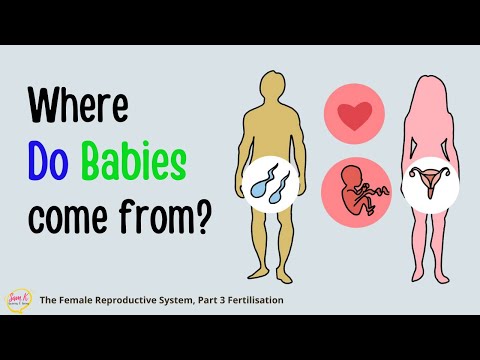 Fertilization Process Explained Animation 🎯The Female Reproductive System Animation Explained