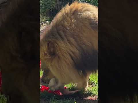 Animals at Perth Zoo were seen on Tuesday, December 24, tearing into Christmas-themed treats