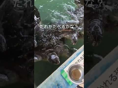 ウミガメの餌やり体験