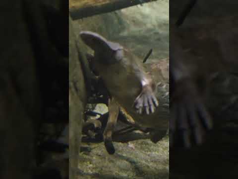 Platypus Swim Break