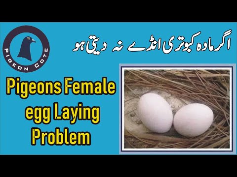 Pigeon Egg Laying Issue | Pigeon Egg Binding Treatment | Aandon Se band Kabutari ka ilaj