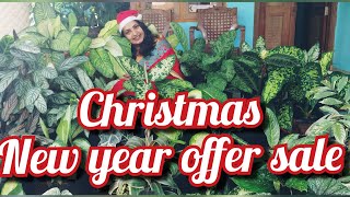 Calathea,Balsam, Butterfly,Coleus etc... Plants for sale/Offer sale/Christmas offer sale #plantsale