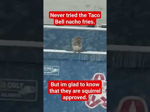 Nacho Fries Fortune: The Tale of a Lucky Squirrel's Delicious Discovery! #food #animals