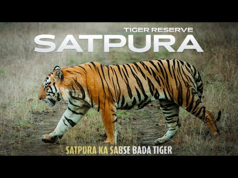 A Huge Male Tiger | Satpura Tiger Reserve | Wildlife Safari