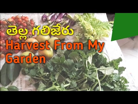 Punarnava (తెల్లగలిజేరు) Harvest From My Terrace Garden.