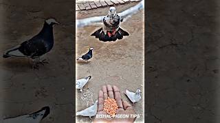 Mera King 👑 kabutar status#shorts #pigeon #kabootar #viral