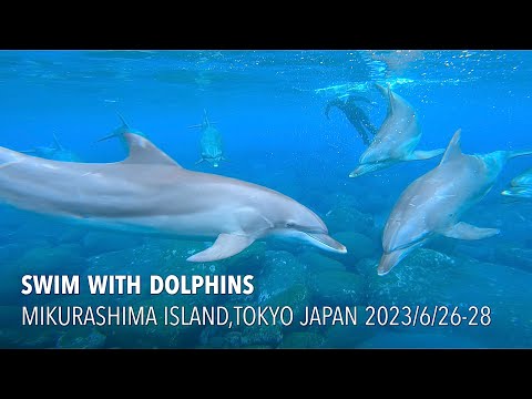 初めてのドルフィンスイムに感動！御蔵島でイルカと泳いできました 2023/6