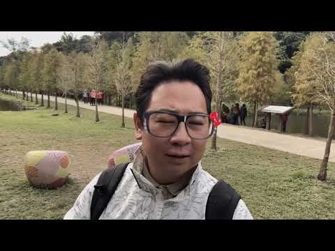 ♥️強心洛棠賞松趣♥️12/24 月眉人工濕地公園桃園賞落羽松景點：1.八德落羽松秘境2.大溪落羽松大道3.月眉人工濕地快帶家人一起賞松趣🎄