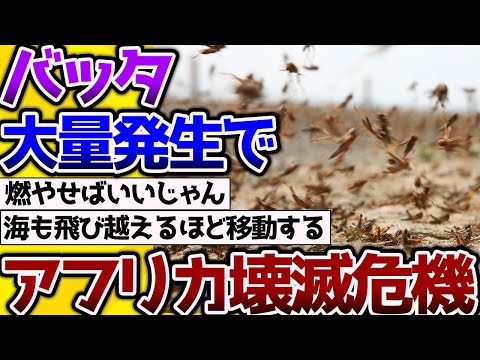 【2ch動物スレ】「バッタ」大量発生により、アフリカ壊滅の危機になる！→アジアも結構危ない。 #昆虫 #生き物