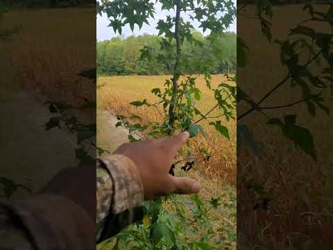 Preseason Hunting Tip #2 Hunting Field Edges!! #bowhunting #preseason #fields #hoyt #scouting #deer