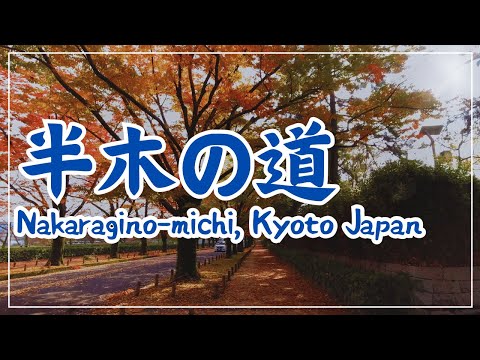 【3min Kyoto】3分で巡る「秋の半木の道🍁」~Nakaragino-michi walkway in Autumn, Kyoto Japan~