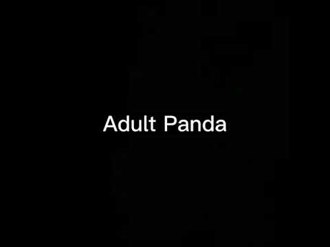 子供パンダ VS 大人パンダ
Baby Panda VS Adult Panda