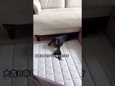 【流行り】最近のマイブーム　#shorts #犬 #dog