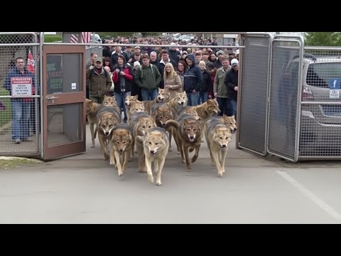 U.S. Releases 14 Canadian Wolves Into the Wild and Saves $94 Billion