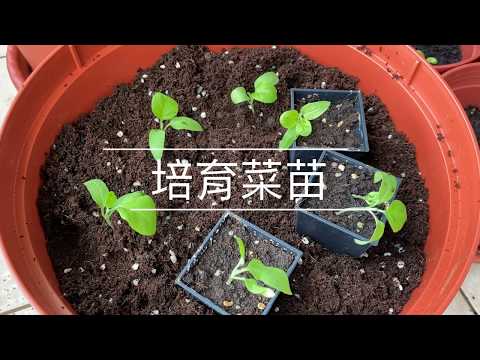 培育菜苗 日本圓茄 半結球萵苣 九層塔 洋蔥 成長記錄