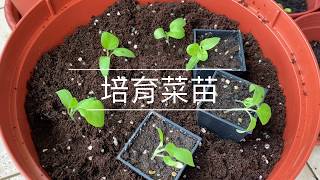 培育菜苗 日本圓茄 半結球萵苣 九層塔 洋蔥 成長記錄